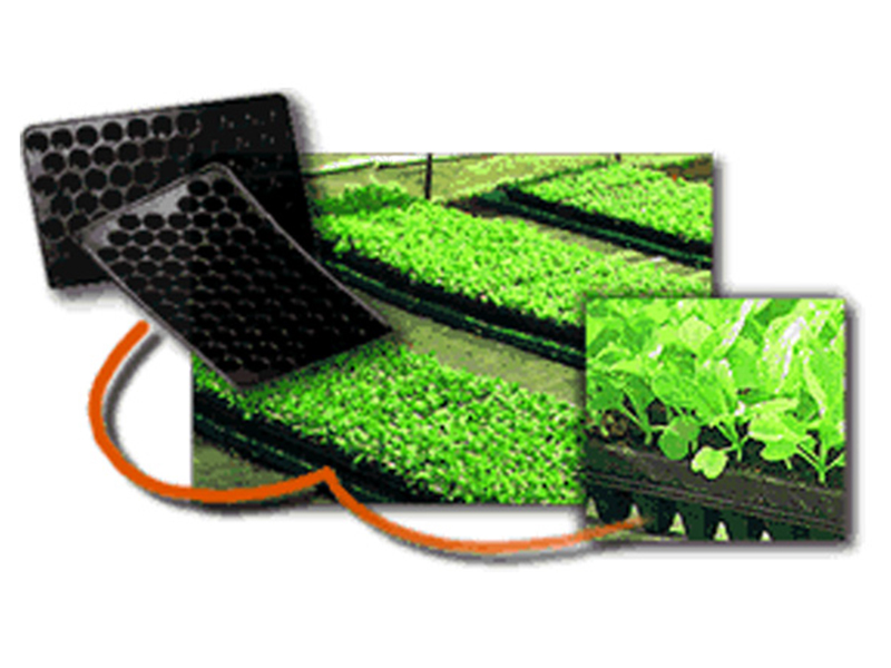 K.Yih Chern Corp.CO.,LTD.:: AGRICULTURAL APPLIED PRODUCTS-Our Seed Trays’ Strength