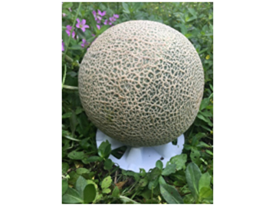 Melon and Squash Support, Protective Pad, avoid rotting